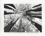 Load image into Gallery viewer, Ananya Wall Art